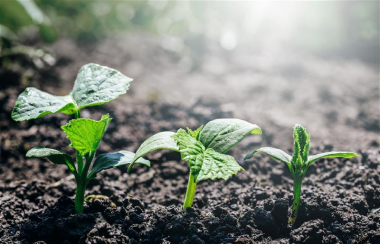 Soil health, nutrients and natural farm soil fixes