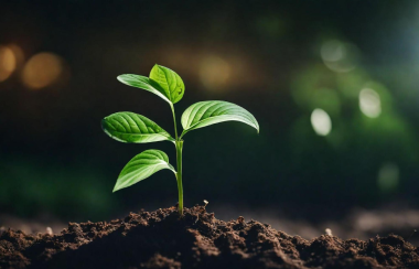 Sustainable farming and moving beyond chemical fertilizers